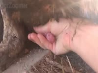 Slut jacking off a dog cock